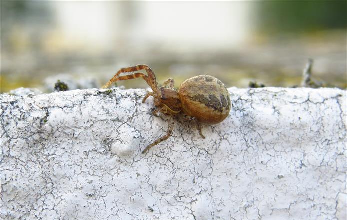 Xysticus sp. -  Costa de Caparica (Portogallo)